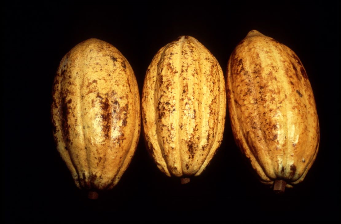 Cocoa beans. ©FAO/Lyndsey Withers
