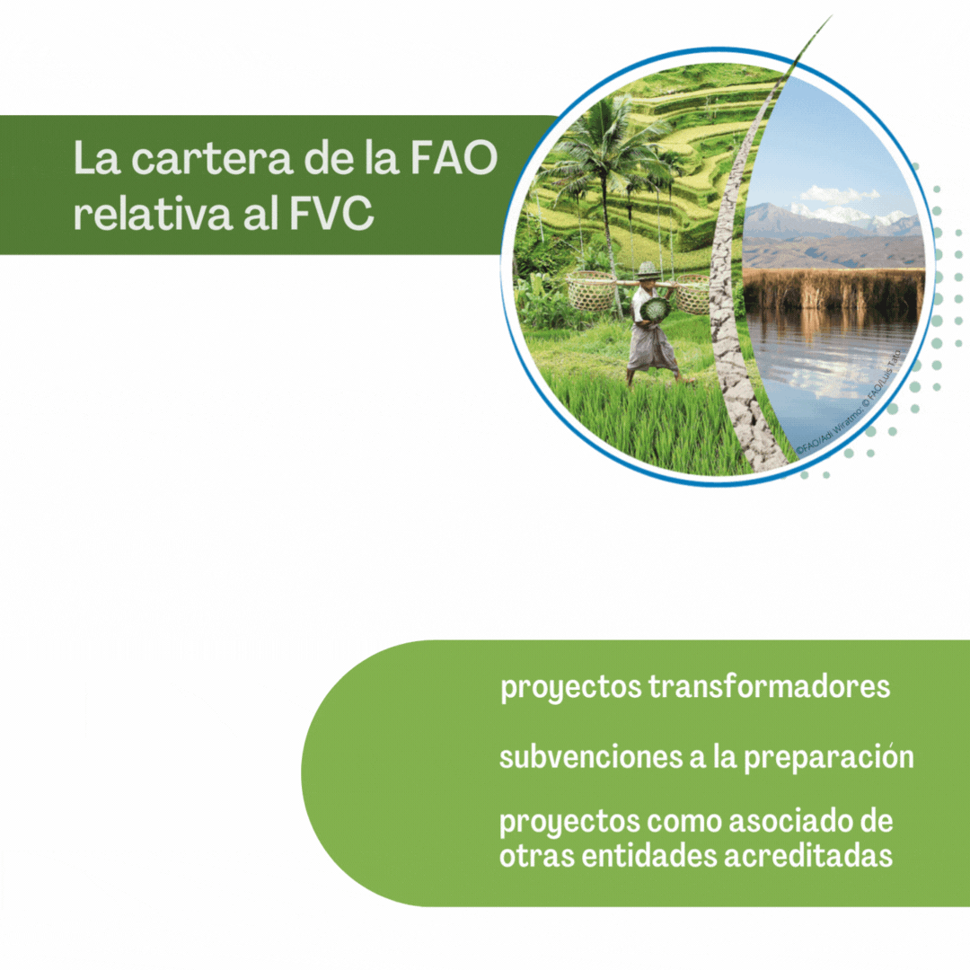 La cartera de proyectos de la FAO para el FVC, de un valor total de 1 200 millones de USD, comprende 20 proyectos transformadores, 8 proyectos como asociado en la ejecución, y 78 subvenciones a la preparación
