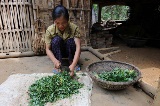 A Muong ethnic farmer chopping sweet potato leaves for feed for pigs.