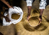 Amélioration de la gestion des pertes après-récolte dans les filières céréales et légumineuses au Burkina Faso