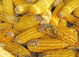 Effectiveness of Improved Hermetic Storage Structures Against Maize Storage