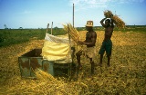 Continental Programme on Post-Harvest Losses (PHL) Reduction Rapid Country Needs Assessment - Mozambique