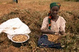 Farmer Betrice Barnet harvesting groundnuts in a field