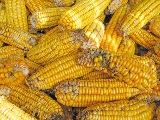 Ears of maize showing visible signs of damage