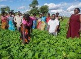 Measuring postharvest losses at the farm level in Malawi