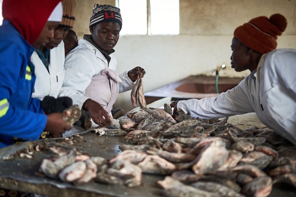 The FTT-Thiaroye processing technique, an innovation for post-harvest loss reduction in fisheries and aquaculture