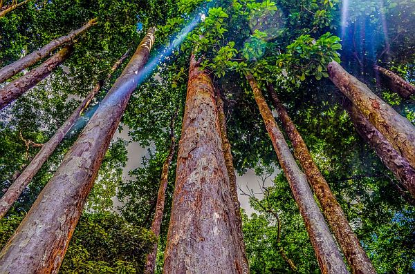 L’Évaluation des ressources forestières mondiales 2020 de la FAO présente une analyse régionale et mondiale détaillée sous une nouvelle forme numérique et interactive