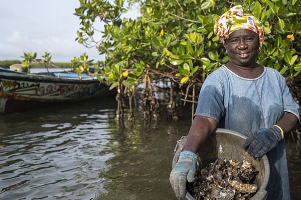 Fatou Diene, ostricultora, en los manglares cercanos a la isla de Dionewar (Senegal).