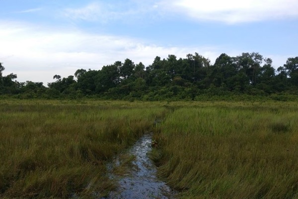 sustainable peatland management for climate action