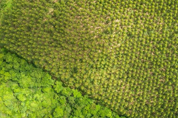 Леса являются важной составляющей природного капитала и предоставляют широкий спектр экосистемных услуг, которые лежат в основе благосостояния человека.
