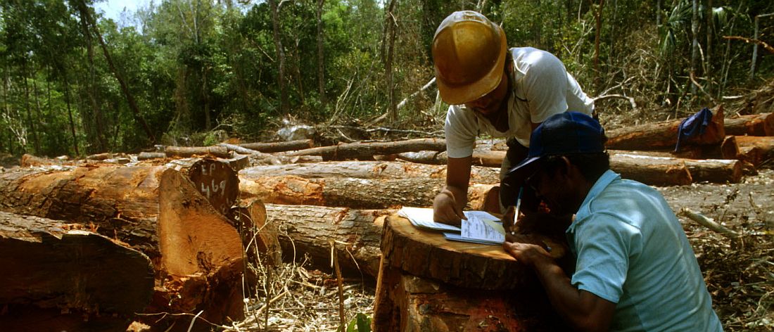 Felled logs are inspected and numbered before loading at Chetumal in Quintana Roo