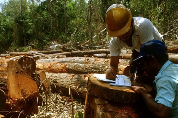 Felled logs are inspected and numbered before loading at Chetumal in Quintana Roo