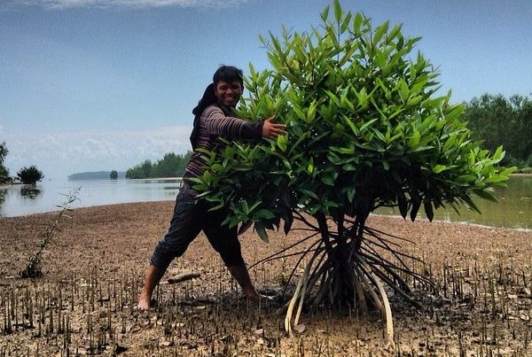 Узнай секреты мангрового леса