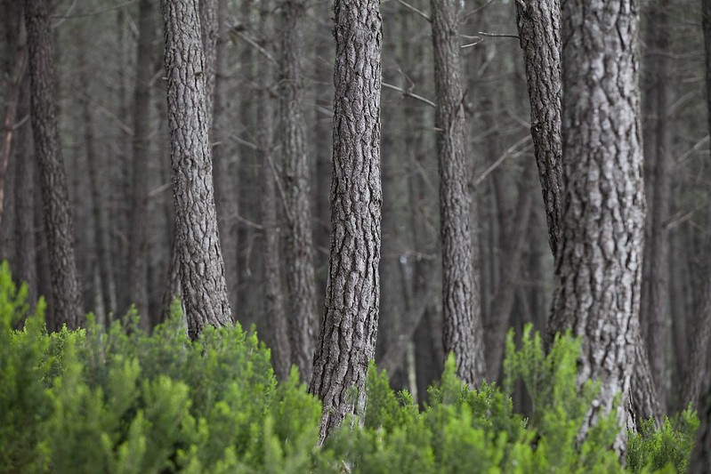 Tunisia pine forests