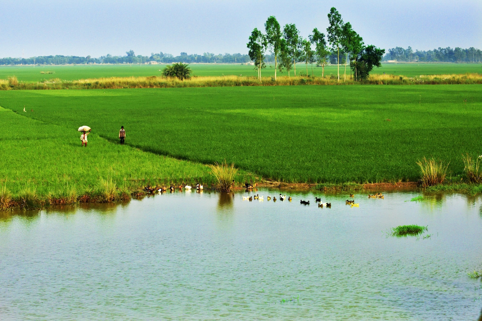 Bengladesh - Sirajganj District Grassland - Manzur-Alam-_jxz7Fe1btc-unsplash