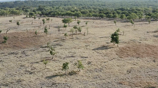 Ariel video of a dry landscape dotted with sporadic tree growth