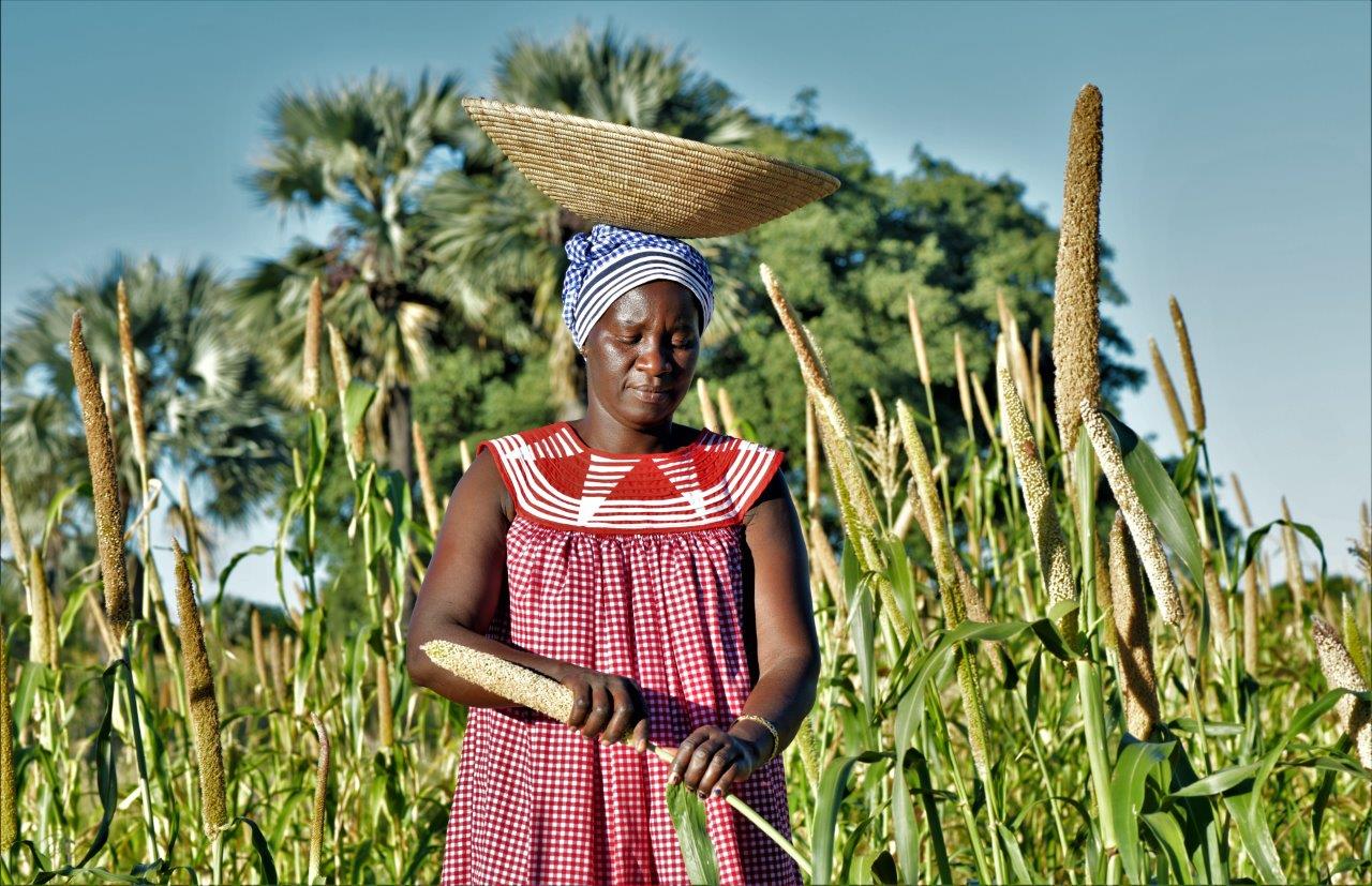 Maria Nakumbwata harvests Pearl Millet in her homestead in northern Namibia
