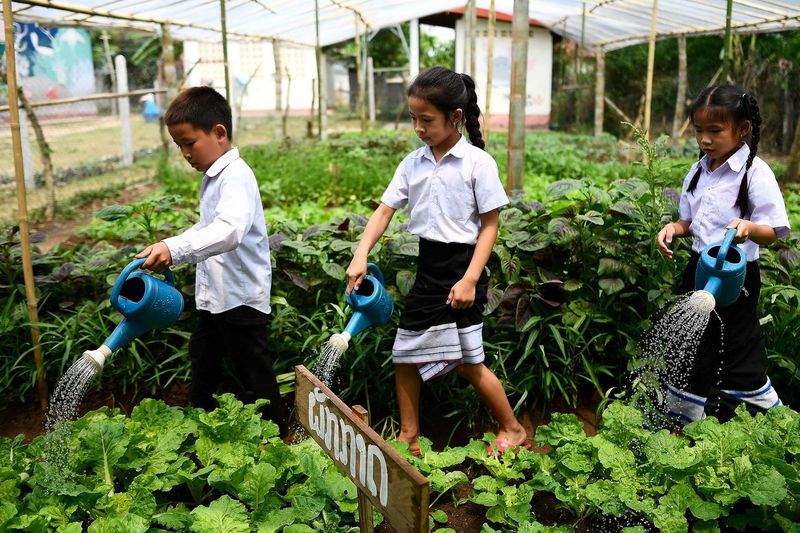 FAO/Manan Vatsyayana