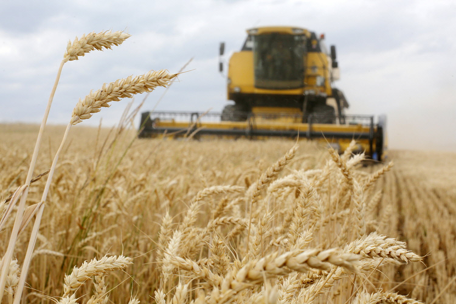 05 July 2019, Krasne, Ukraine - Combine harvester at work in a wheat field near Krasne village.