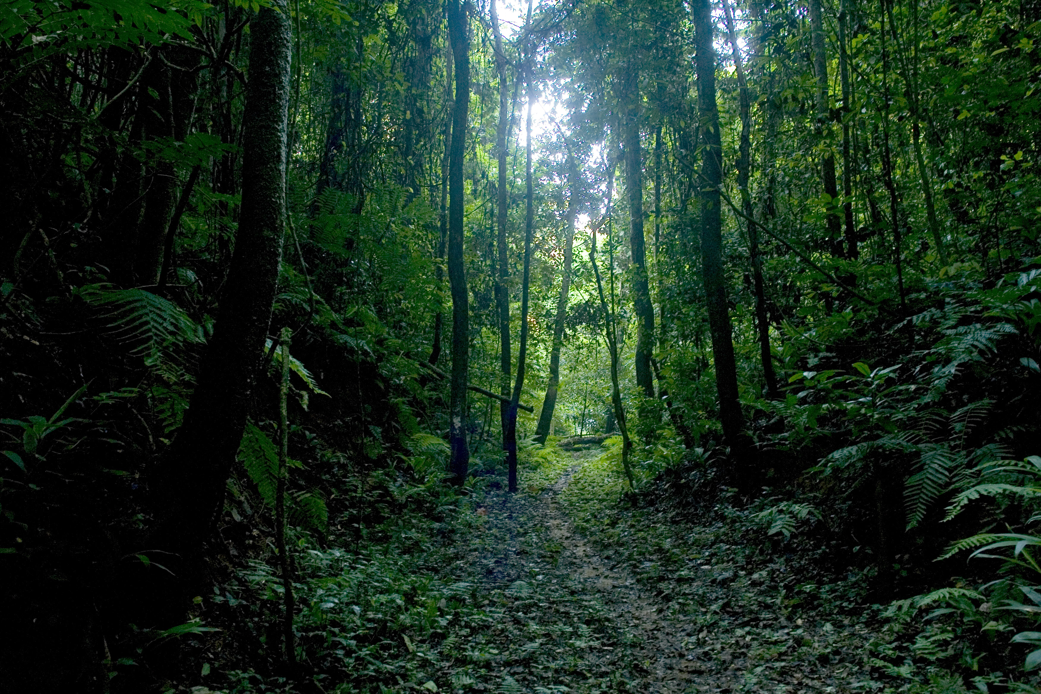 International Day of Forests 2023 global event highlights importance of  forests for environmental and human health