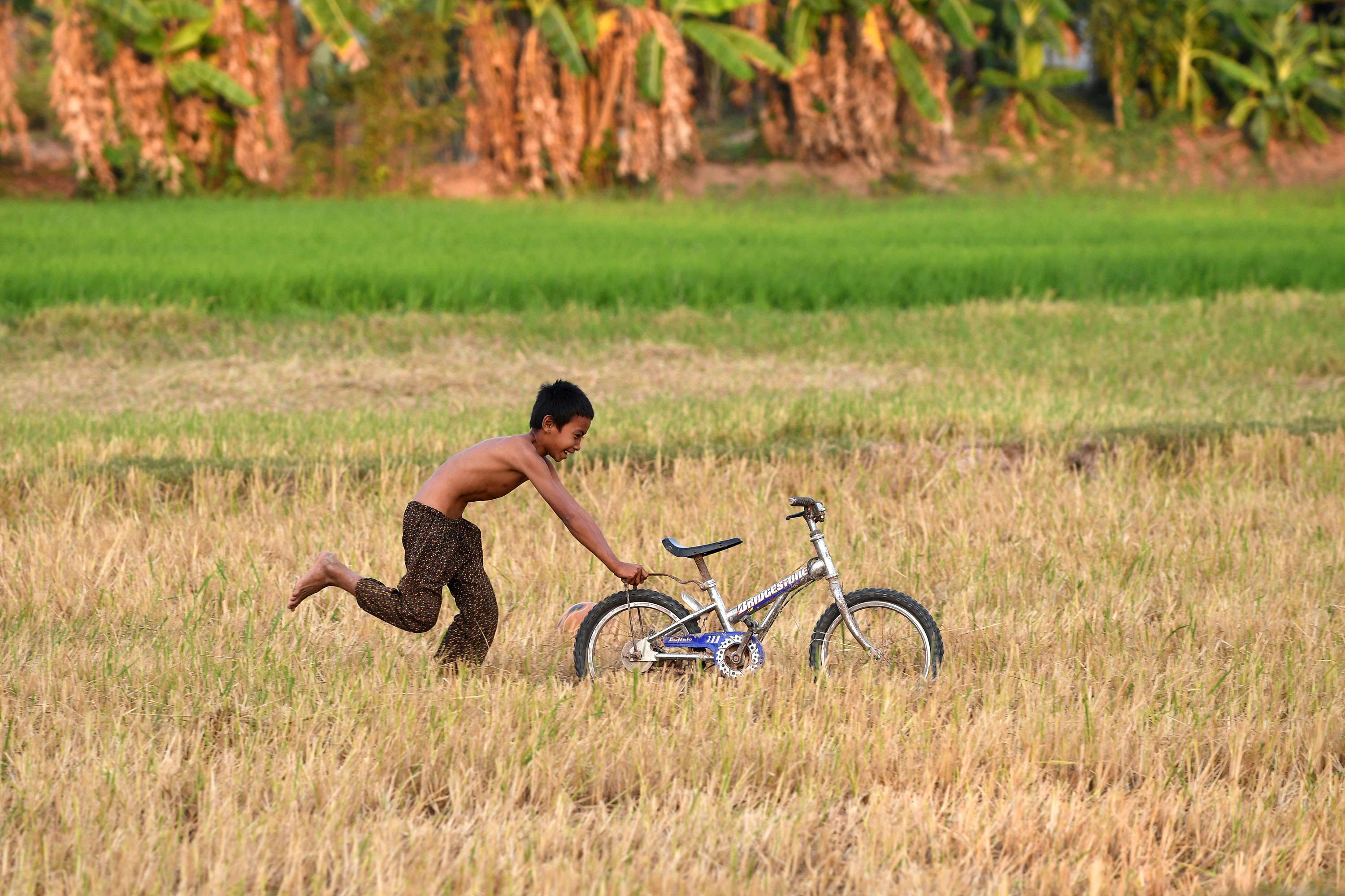 A rice field in Cambodia.