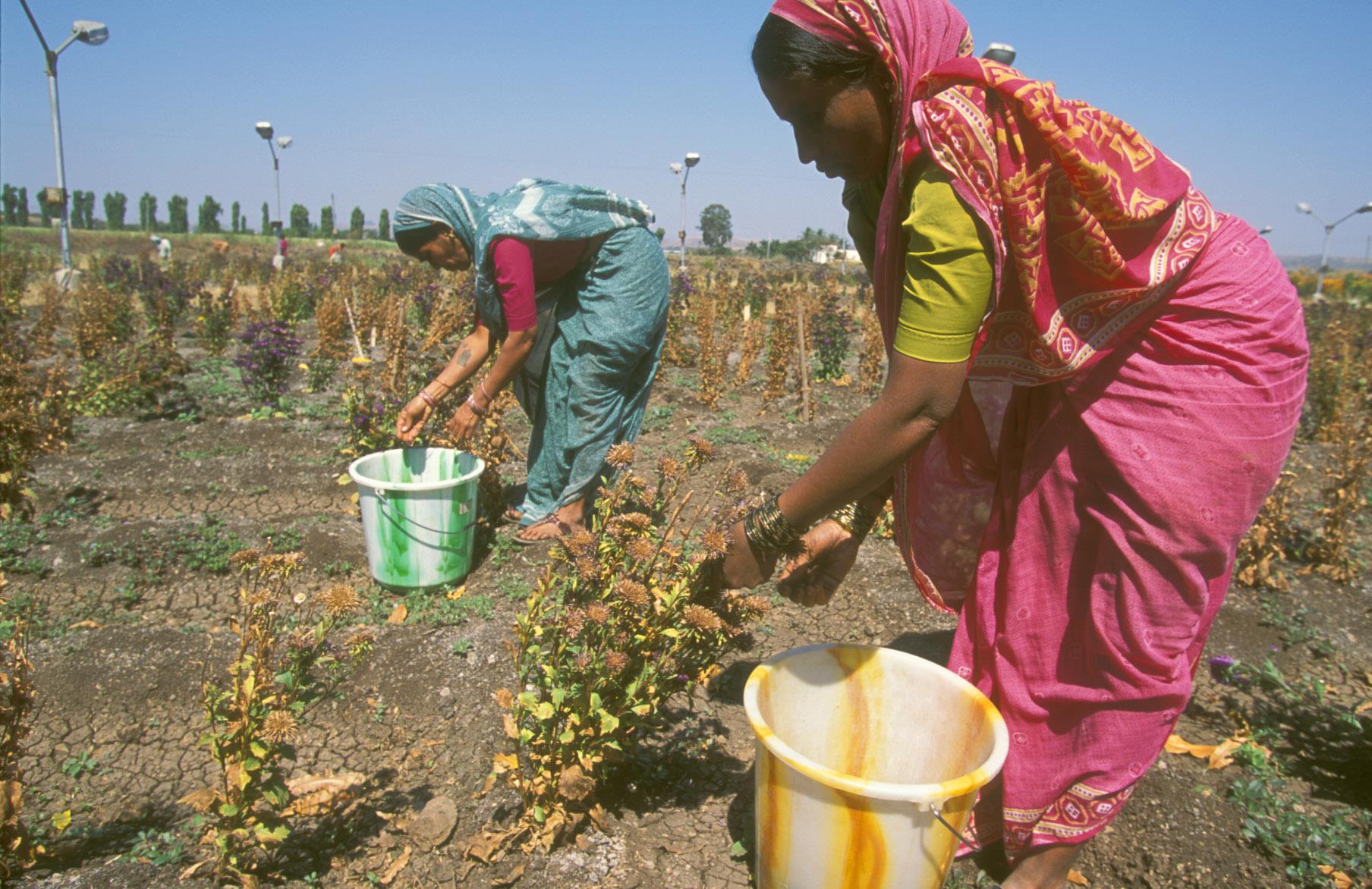 FAO and India's SEWA seek closer cooperation to boost rural women's access to land, skills and financial resources