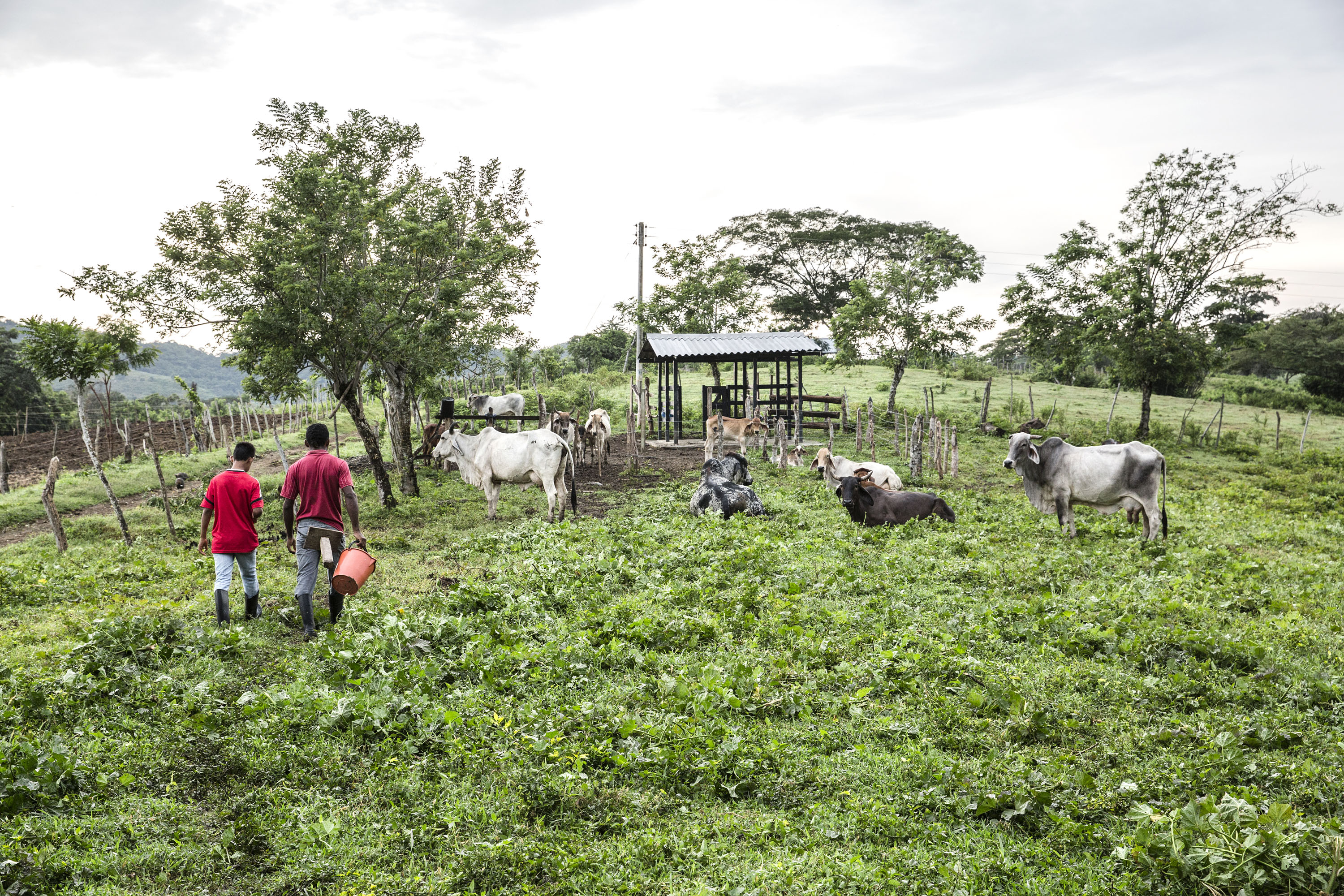 On Africa's farms, the forecast calls for adaptation and innovation