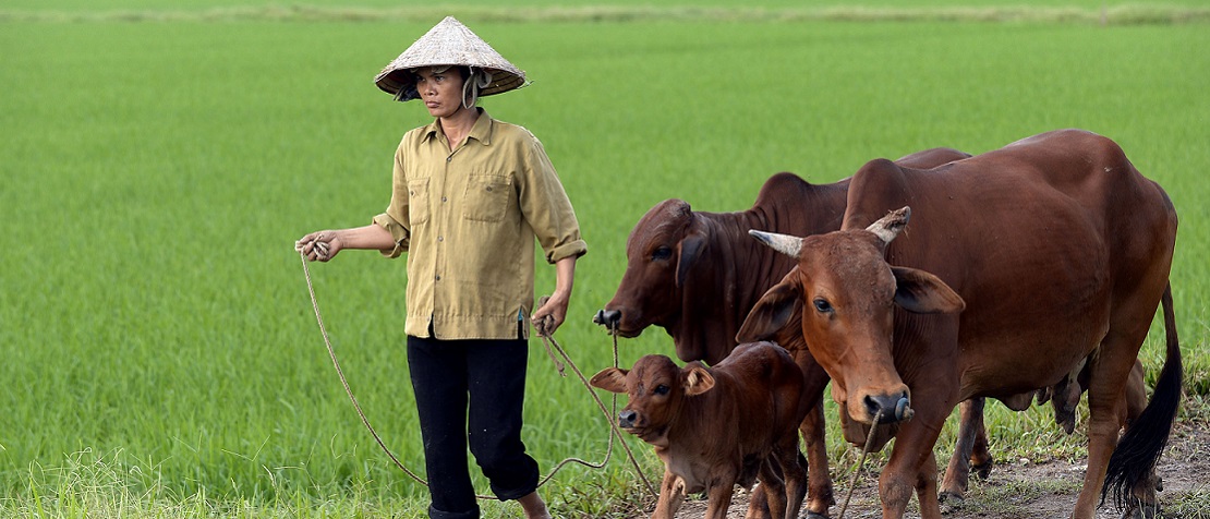 Female farmer in Viet Nam