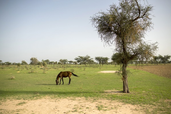 Dahra-Senegal, field
