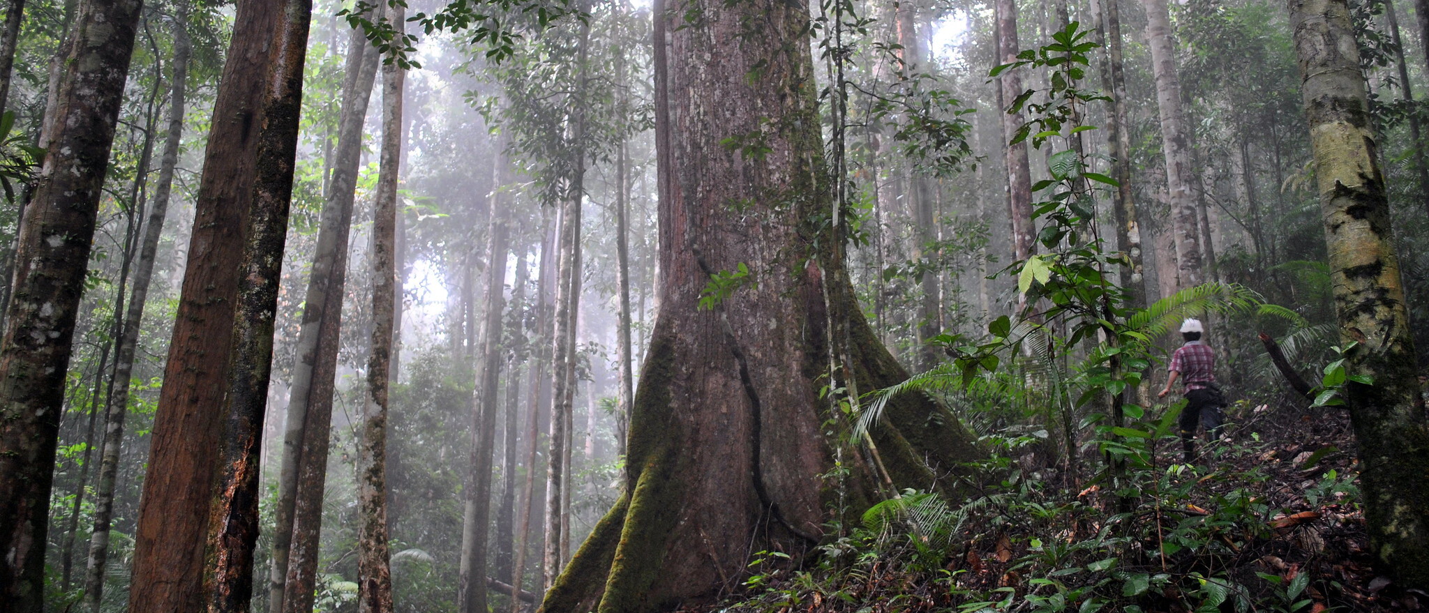 Primary lowland tropical forest in Kalimantan, Indonesia ©FAO/Kenichi Shono