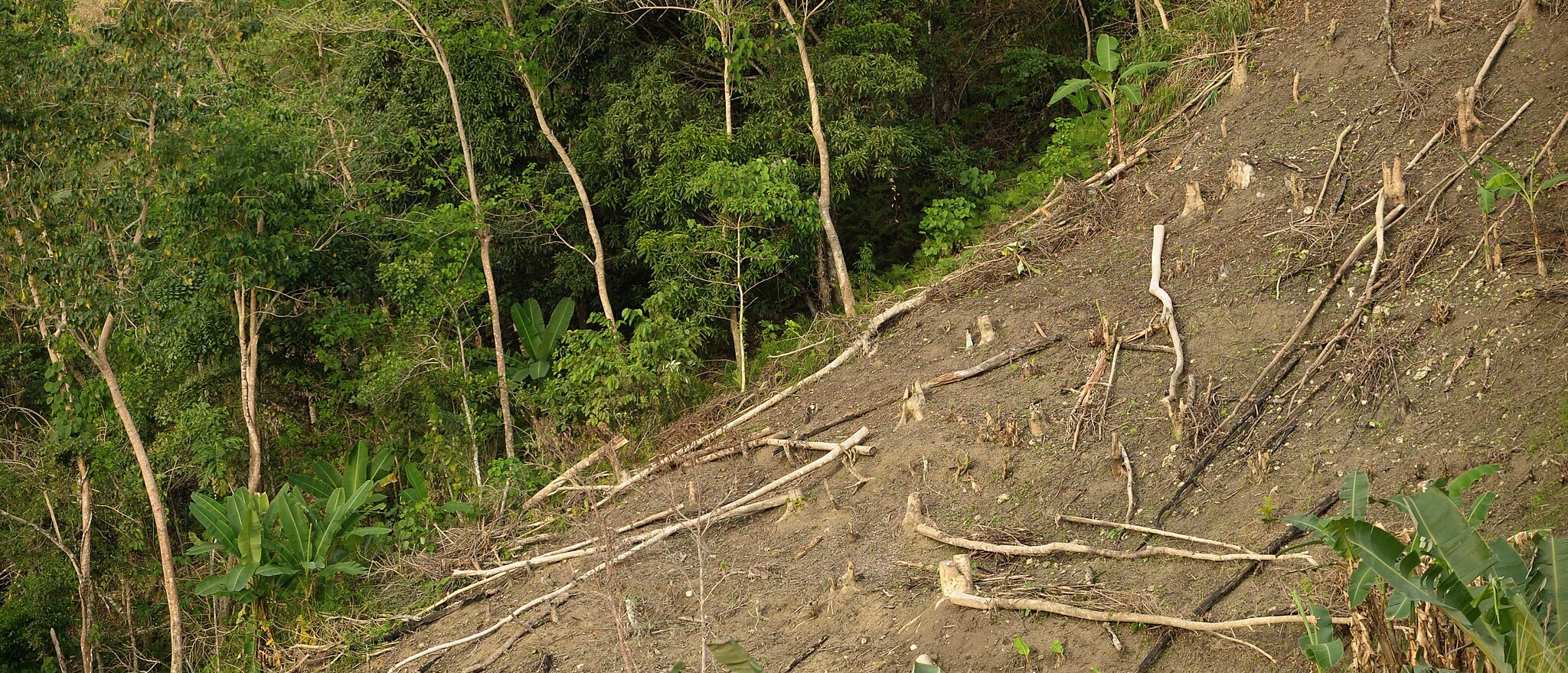 Philippines, slash and burn method ©FAO