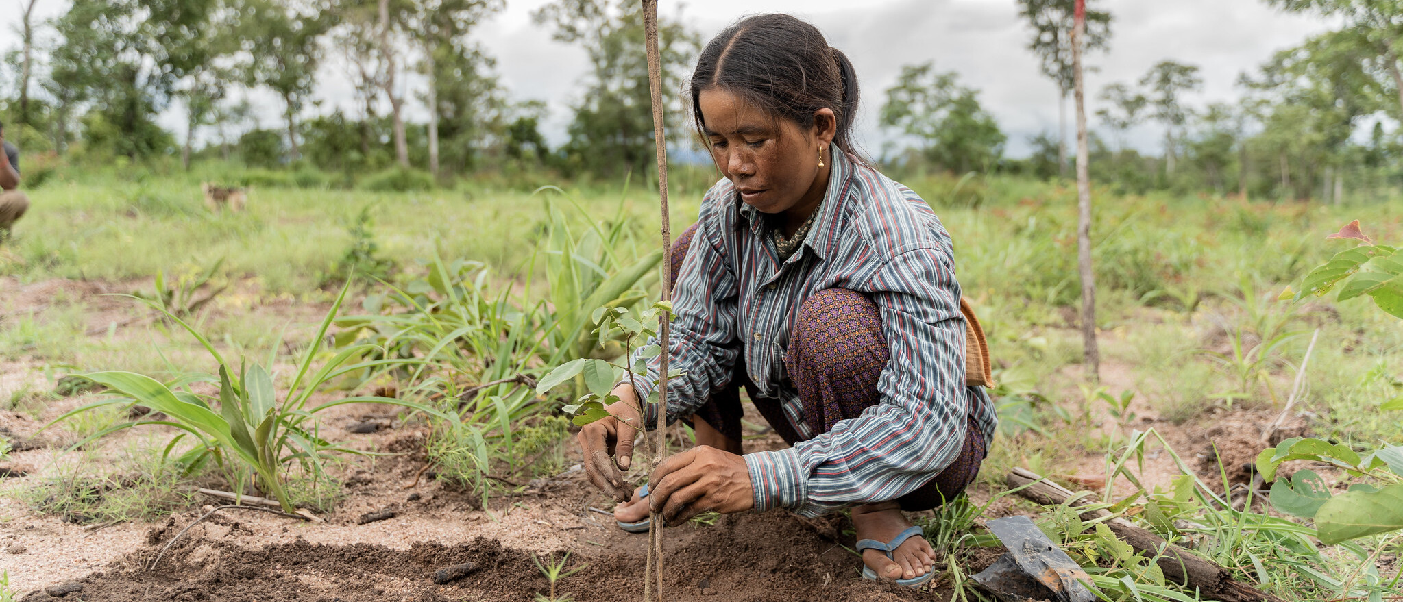 Forest and landscape restoration ©FAO/Enric Català Conteras