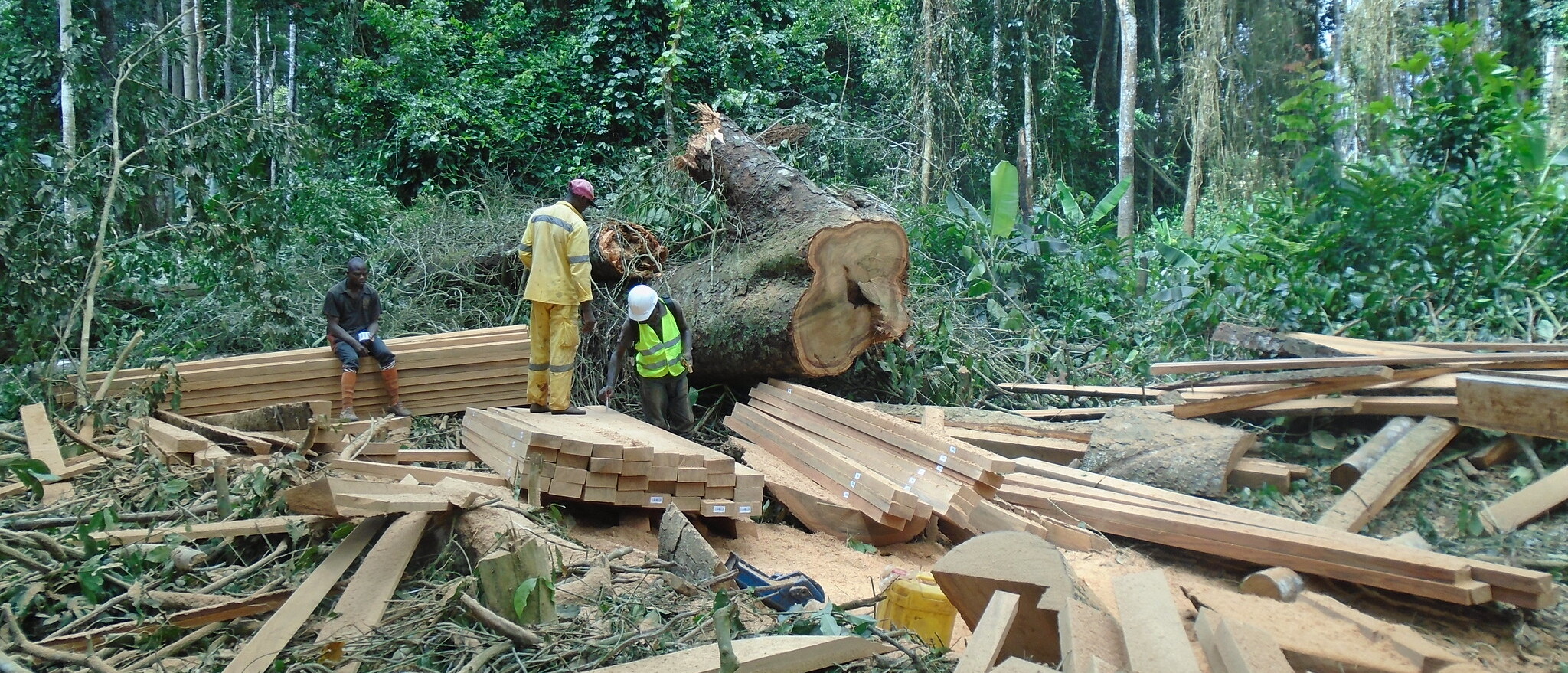 Forest certification ©SAILD/Fombana