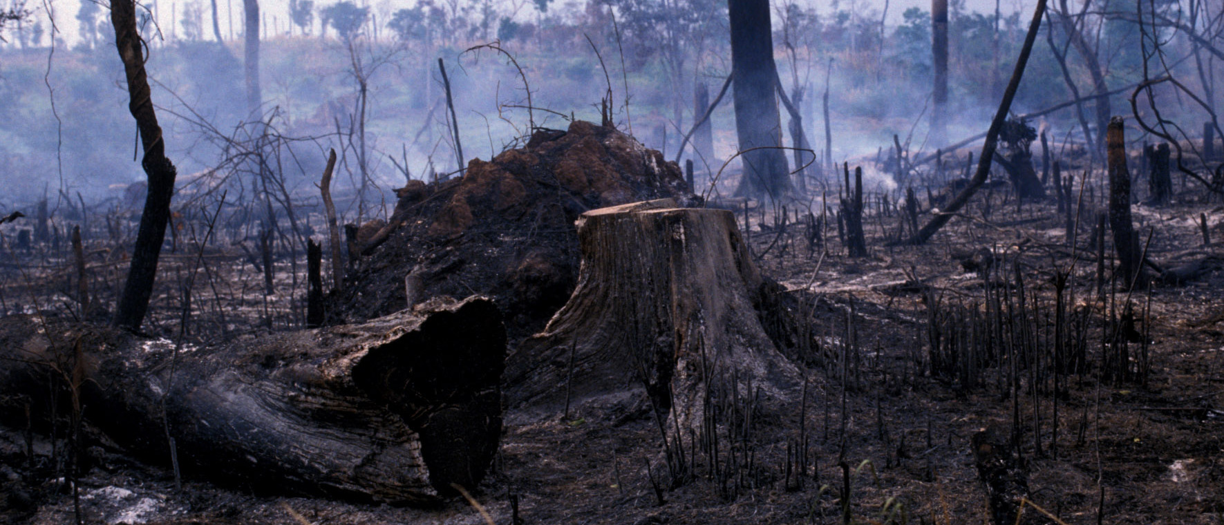 Reducing forest degradation ©FAO/P. Johnson