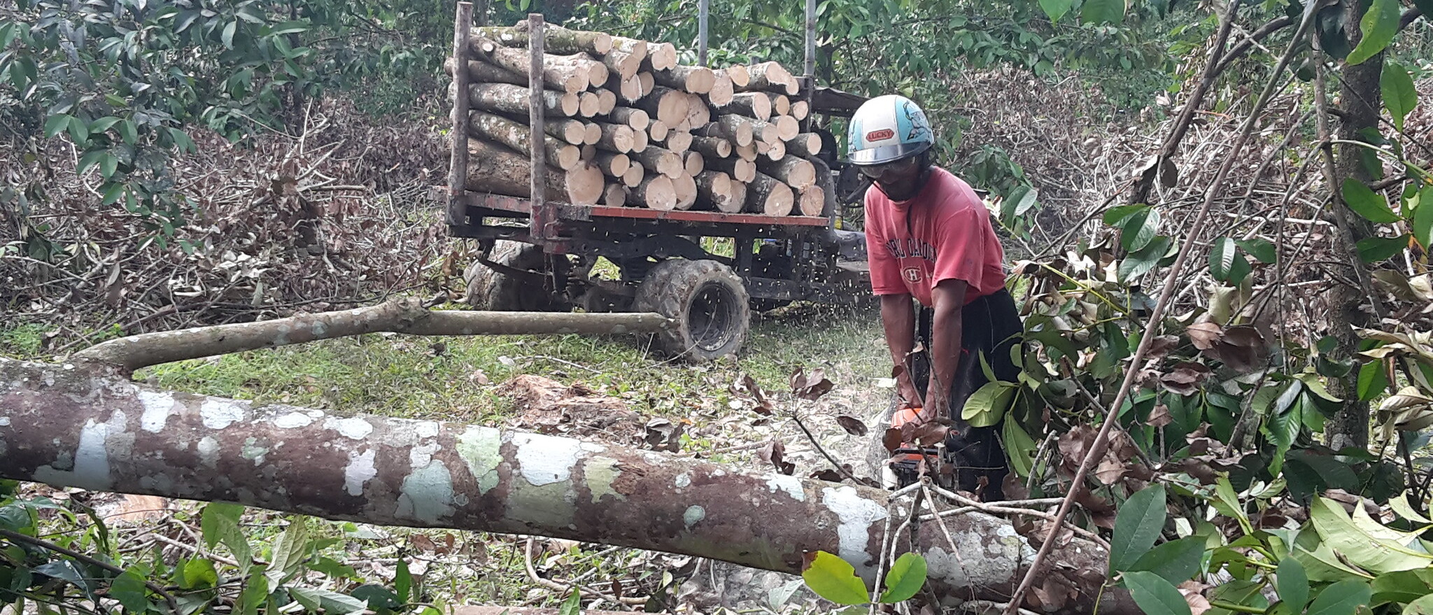 Wood harvesting ©FAO/Jerome Laporte
