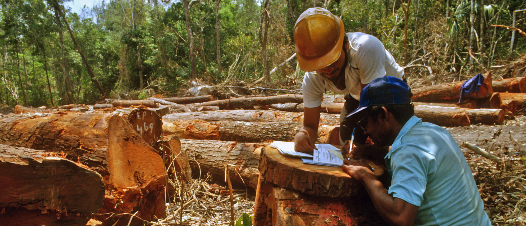 Forest management planning ©FAO/Taylor, L.