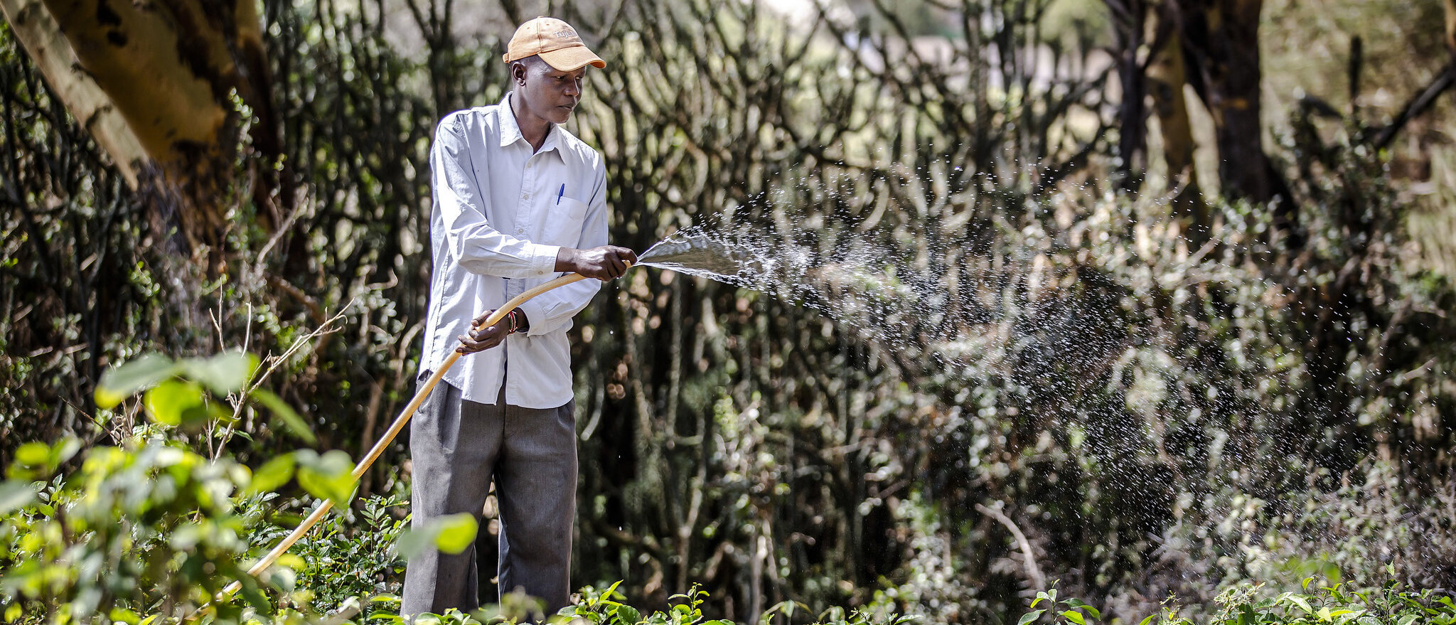 Using treated wastewater in forestry and agroforestry in drylands ©FAO/Luis Tato