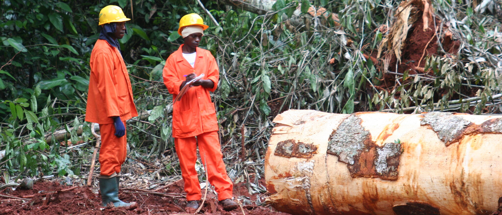 Occupational health and safety in forestry ©FAO/Marc Vandenhaute ©