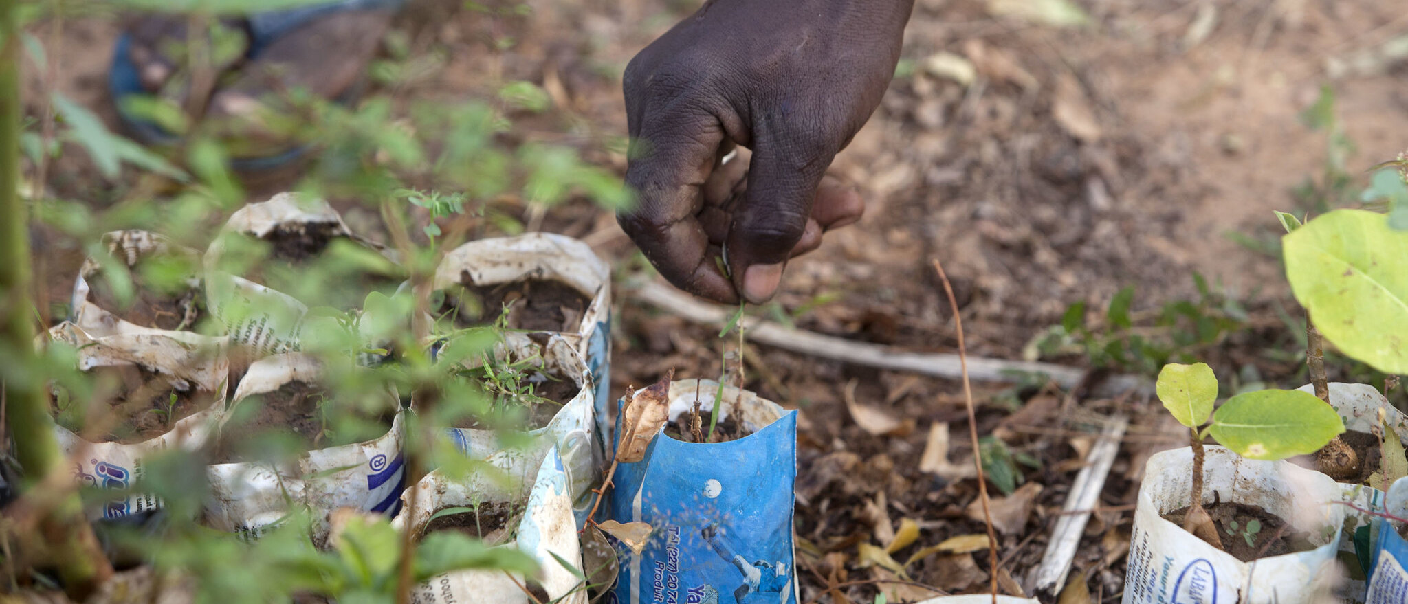 Reproductive material ©FAO/Giulio Napolitano