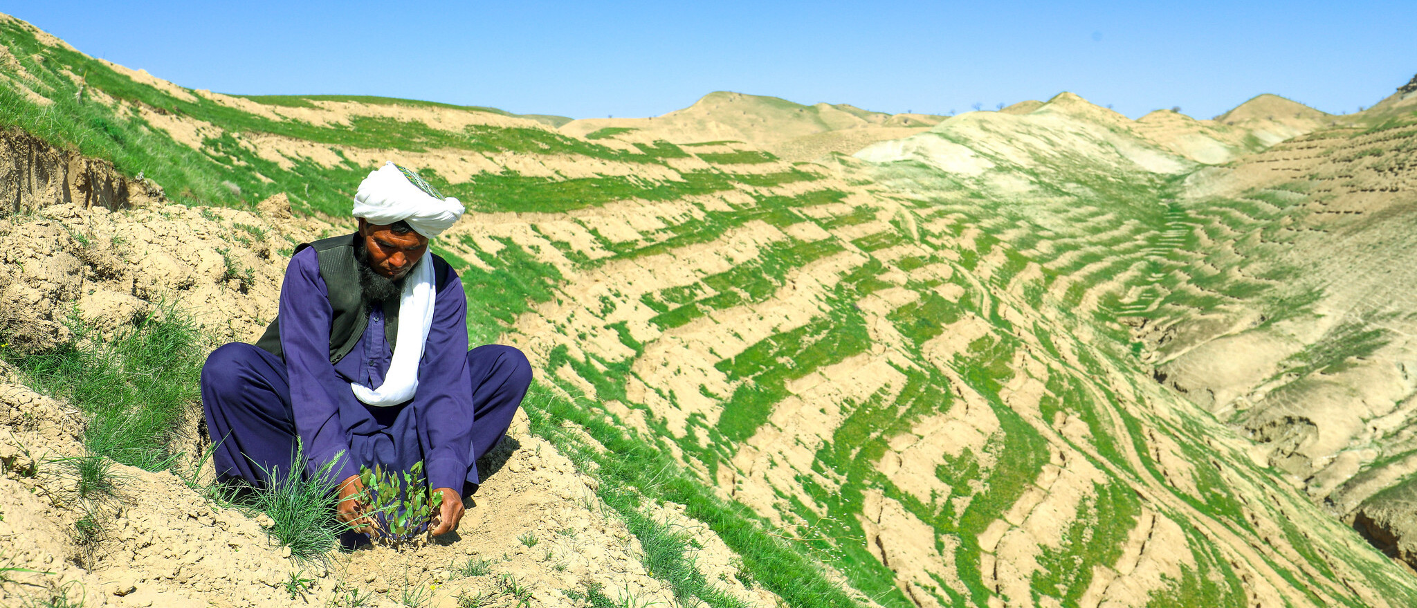 Pistachio forest and rangeland restoration, Afghanistan © FAO/Sahil