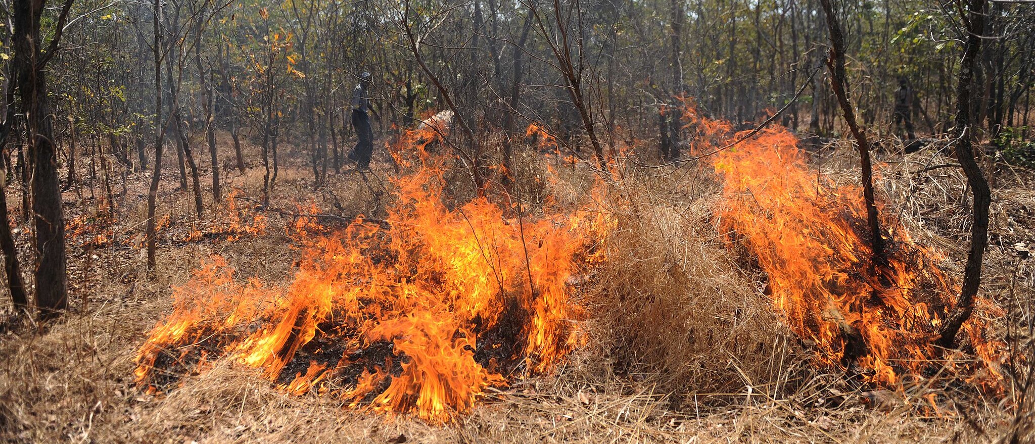 A controlled fire by local farmers, Tanzania. ©FAO/Simon Maina