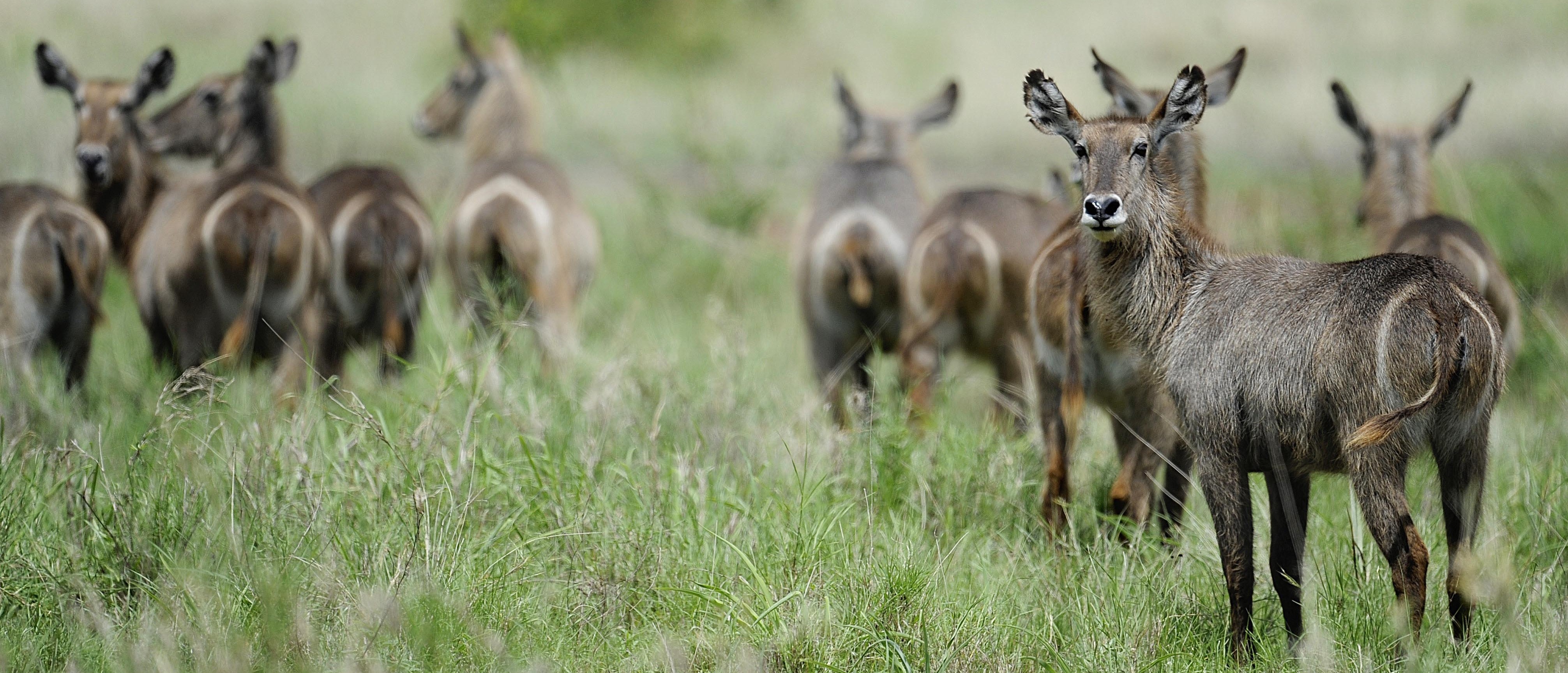Waterbucks ©FAO/Tony Karumba