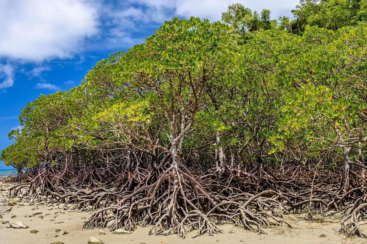 Mangroves ©Flickr/David Unger