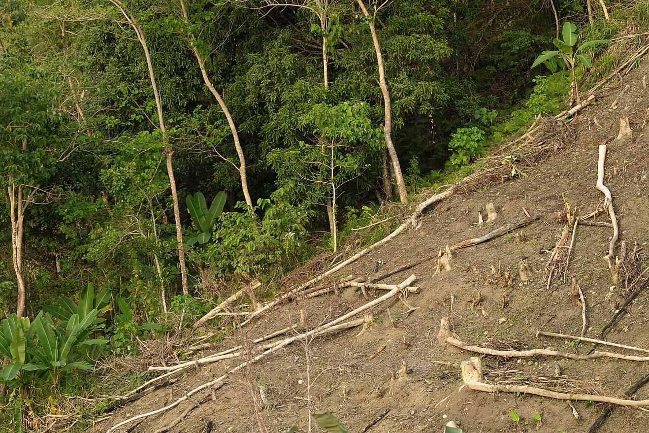 Reducing deforestation - Philippines slash and burn method ©FAO