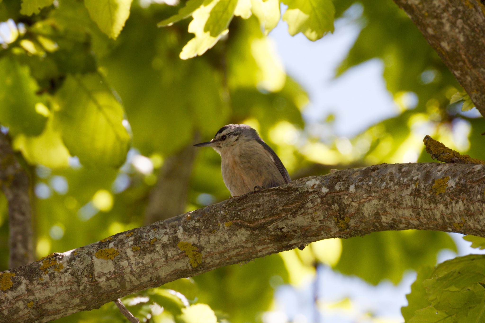 The Kabyle Nuthatch is the only endemic bird species in Algeria, where it only inhabits certain coniferous forests in the north of the country.