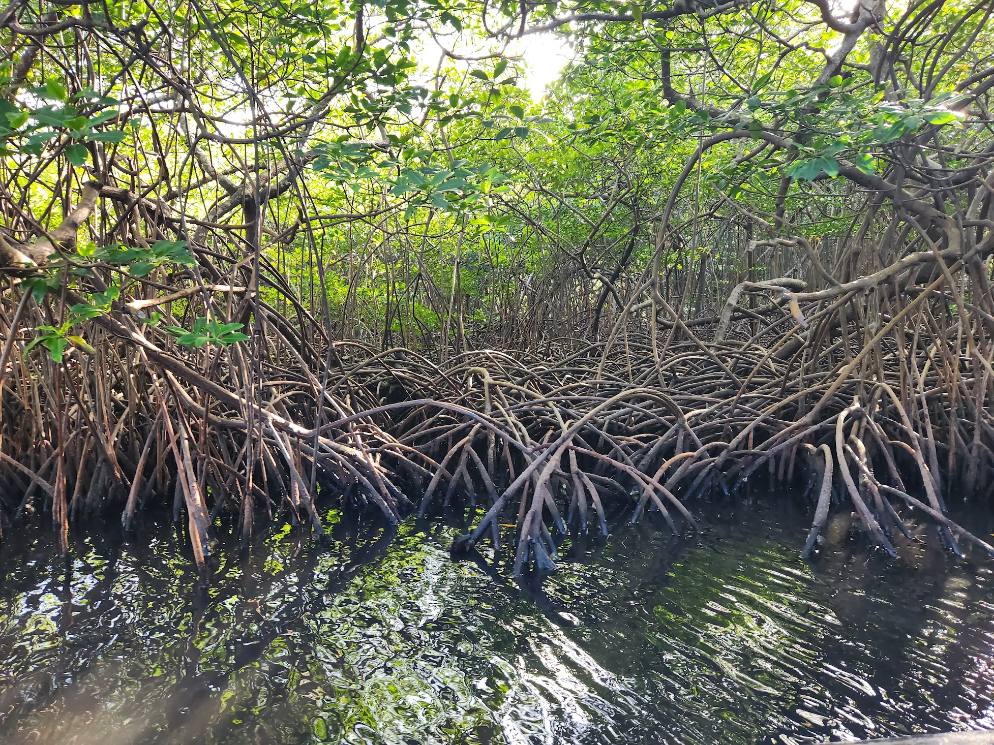 Где найти мангровое дерево