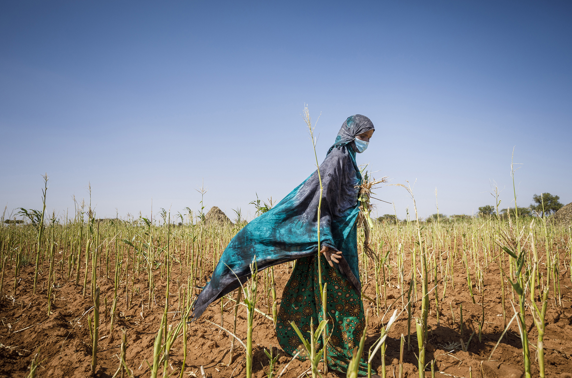 The status of women in agrifood systems photo