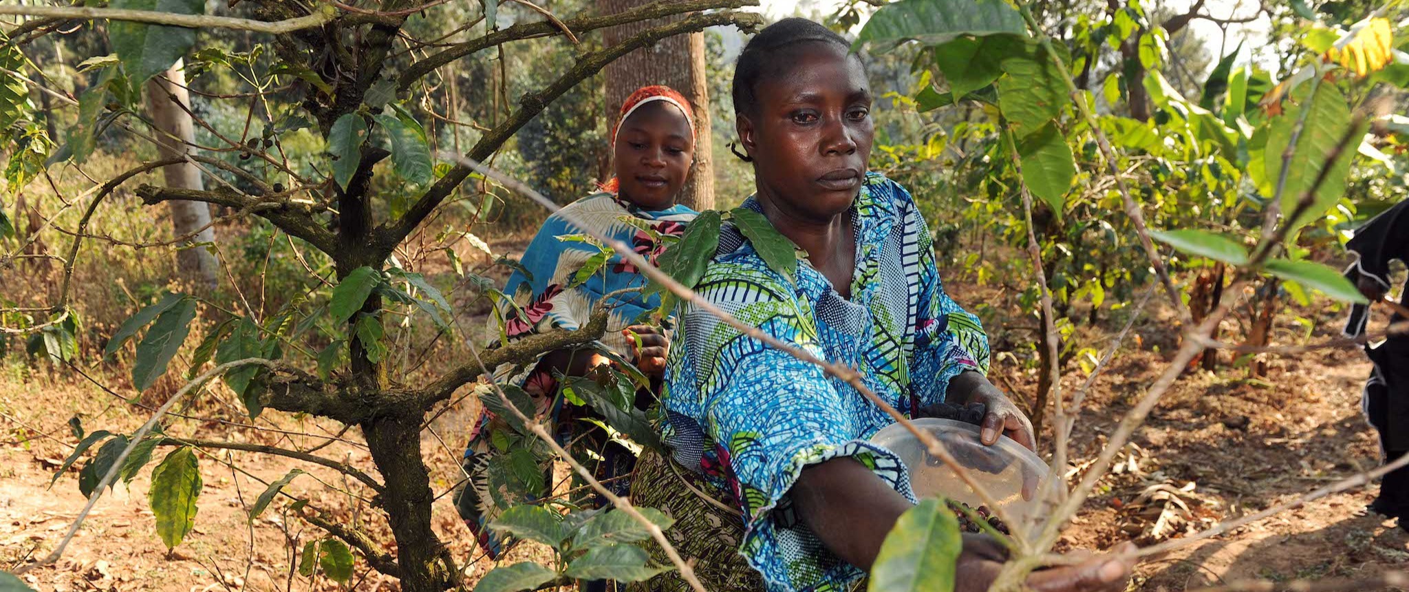 © FAO / Simon Maina