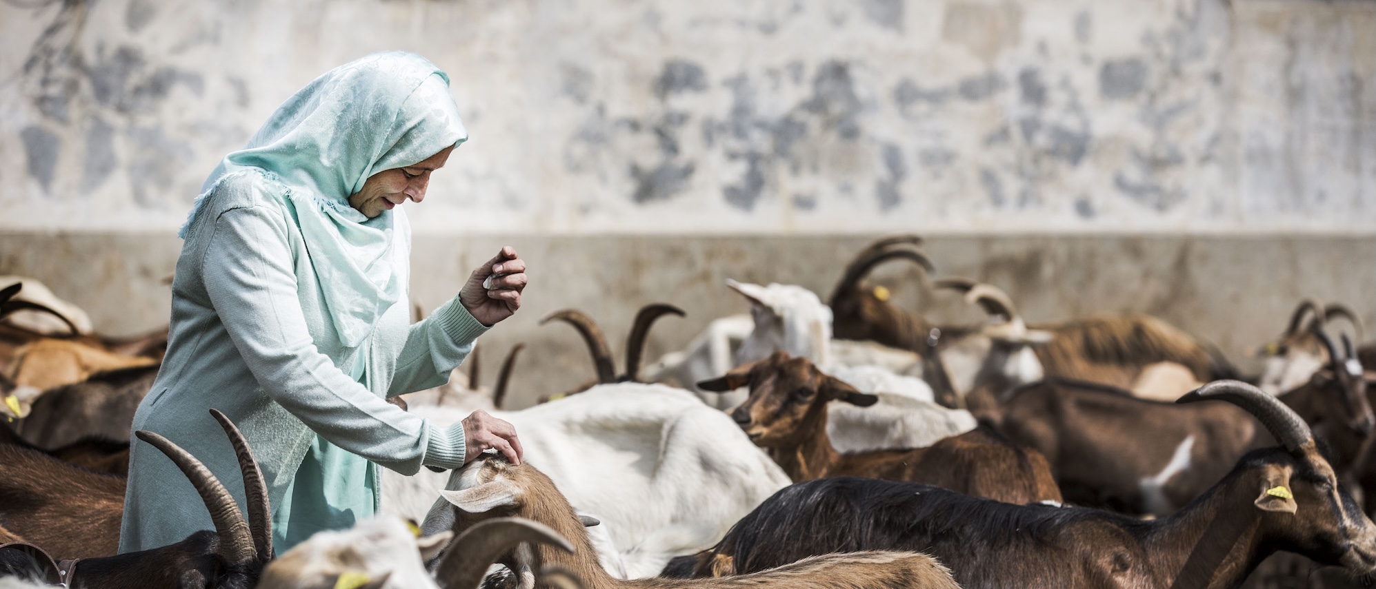 3_partners_©FAOAlessandraBenedetti_1995px