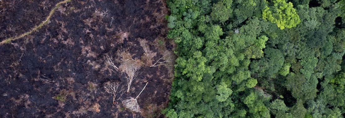 Deforestation releases carbon into the atmosphere, which fuels climate change and further harms forests. FAO Felipe Rodriguez